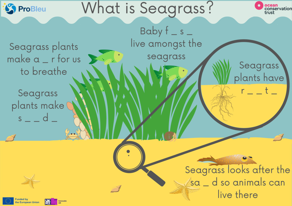 What is Seagrass? Worksheets_0