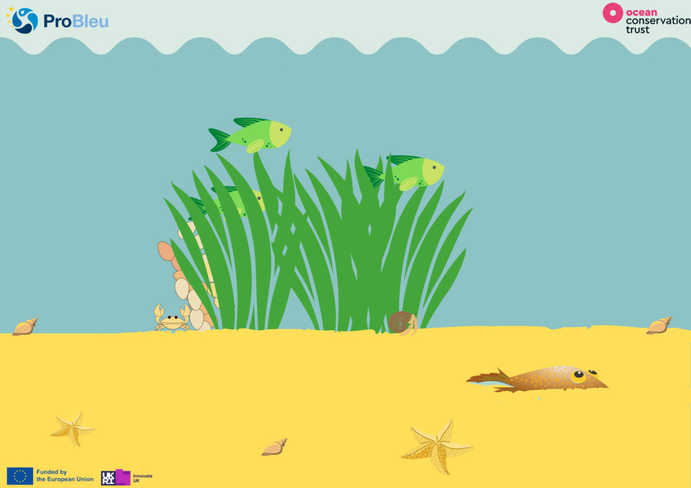 What is Seagrass? Worksheets_1