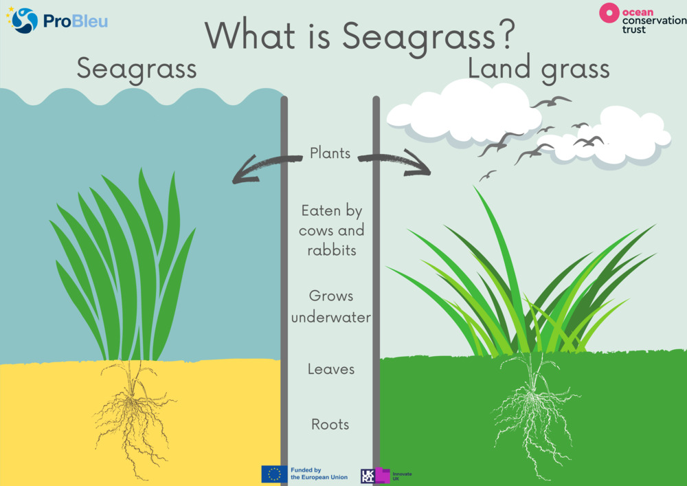 What is Seagrass? Worksheets_3