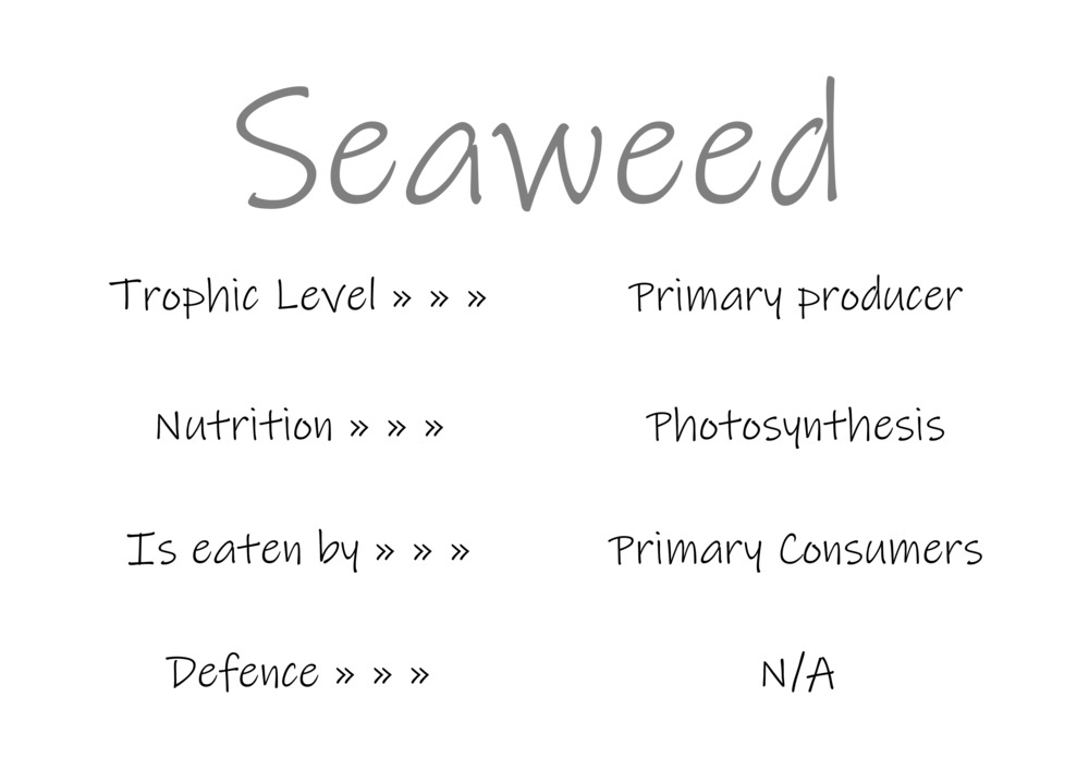 Classification and food webs activity_1