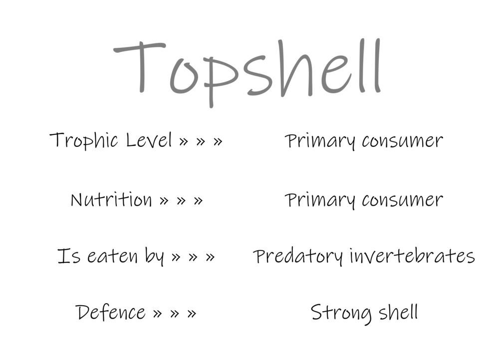 Classification and food webs activity_11