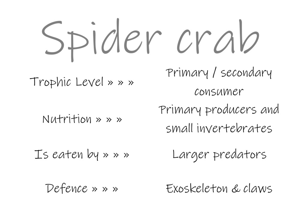 Classification and food webs activity_13