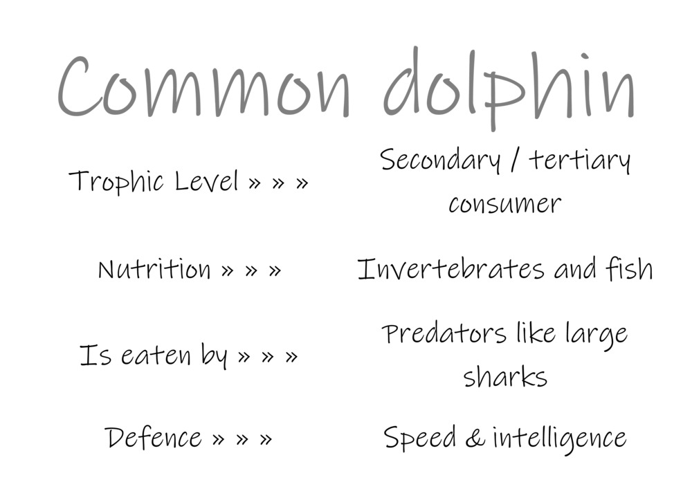 Classification and food webs activity_15