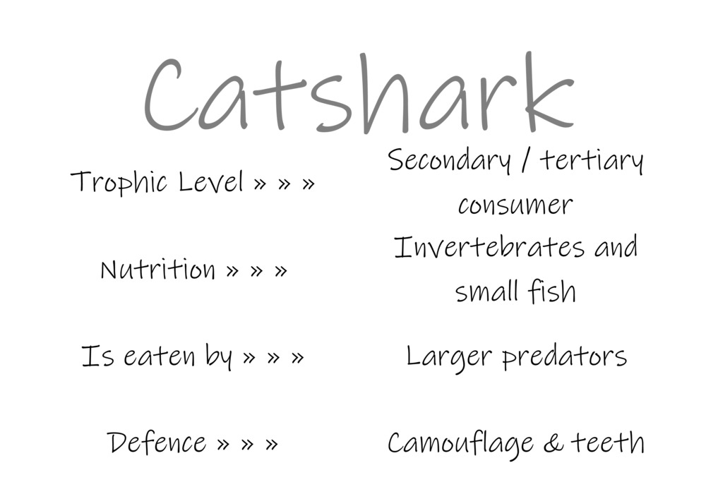 Classification and food webs activity_17