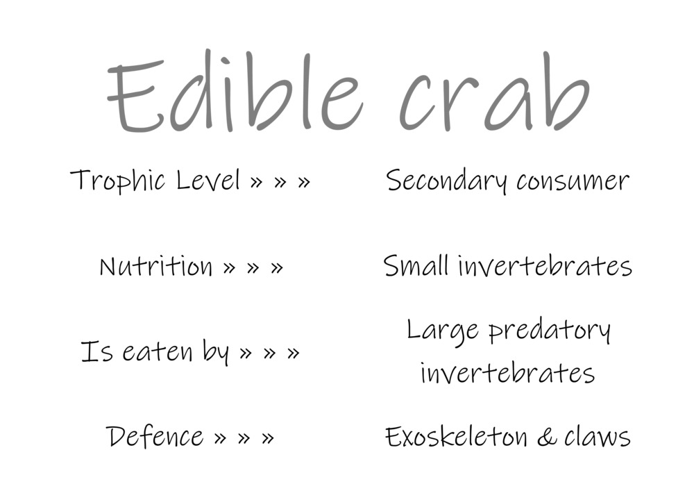 Classification and food webs activity_19