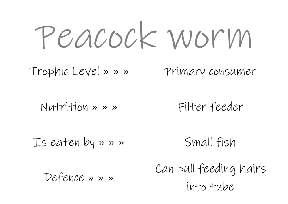 Classification and food webs activity_21