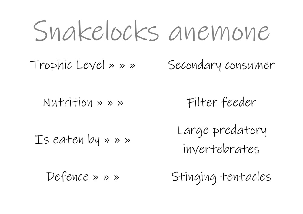 Classification and food webs activity_23