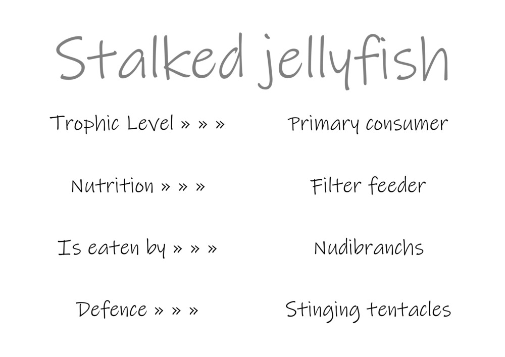 Classification and food webs activity_25