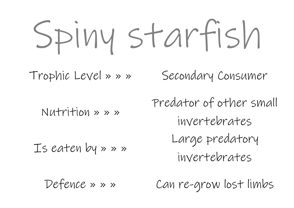 Classification and food webs activity_27