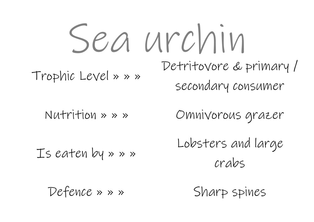 Classification and food webs activity_29