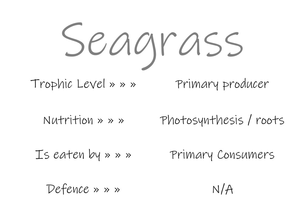 Classification and food webs activity_3