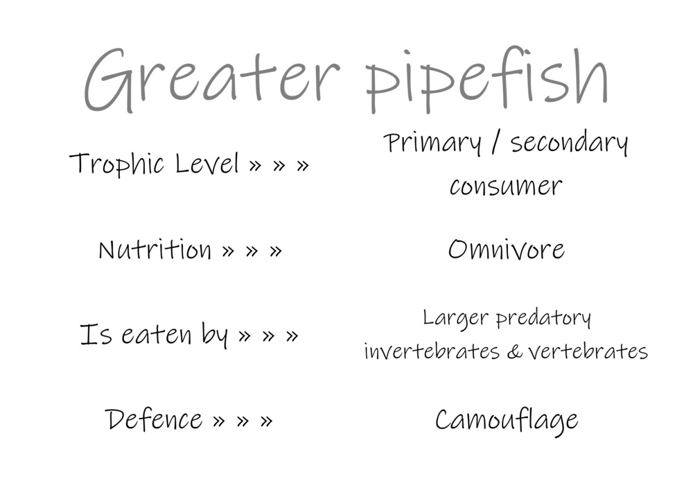 Classification and food webs activity_31