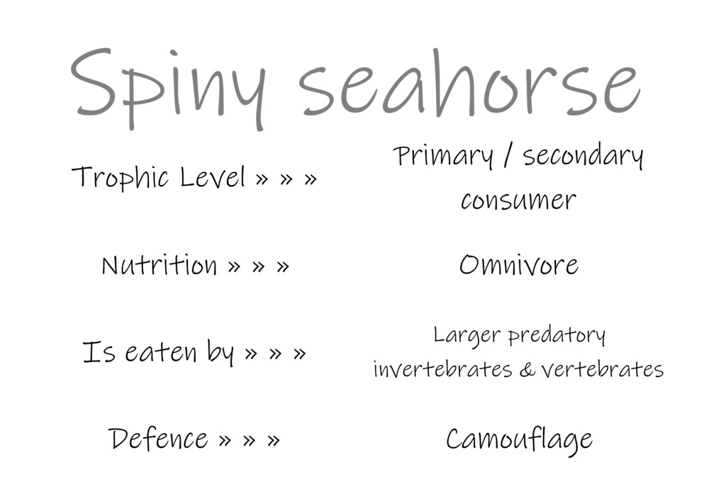 Classification and food webs activity_33