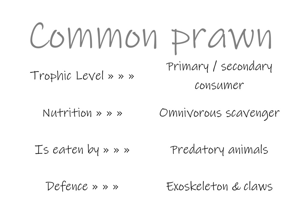 Classification and food webs activity_35