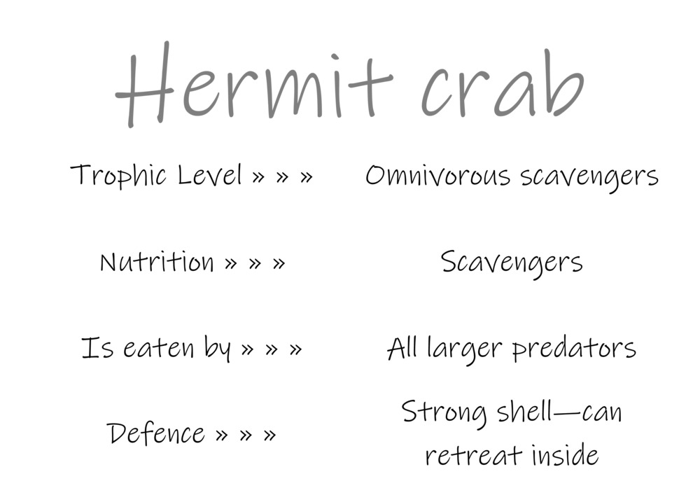 Classification and food webs activity_37