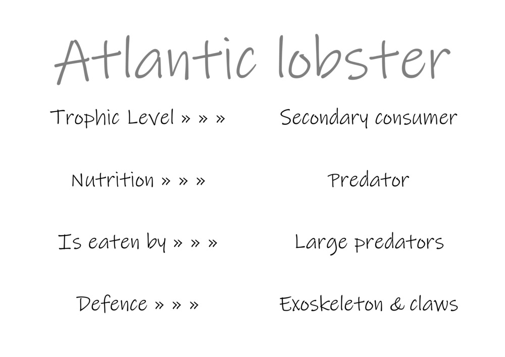 Classification and food webs activity_39