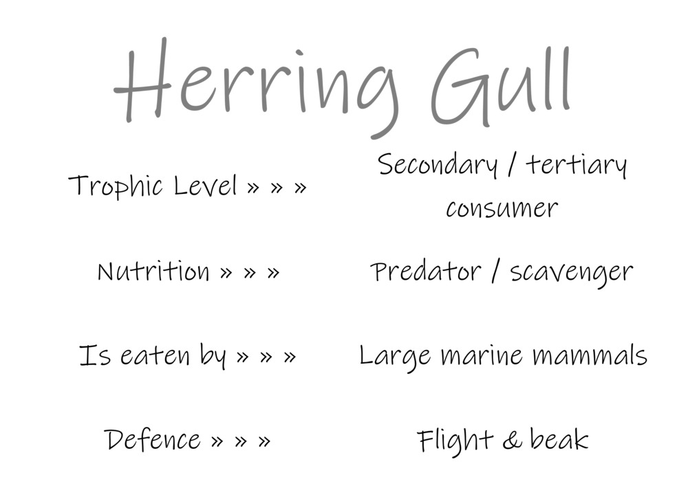 Classification and food webs activity_41