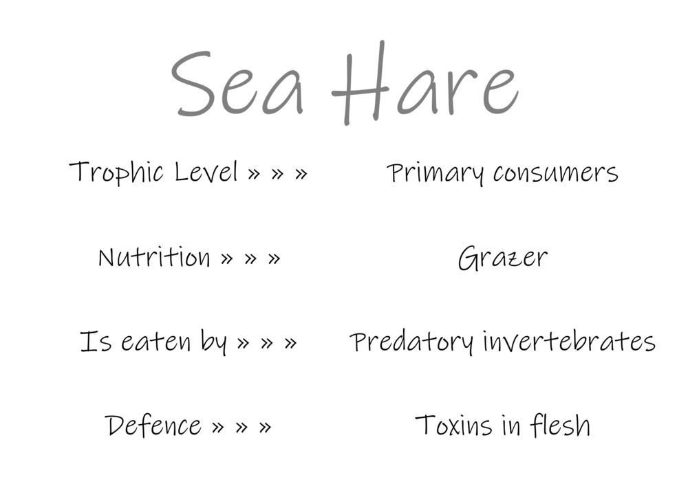 Classification and food webs activity_43