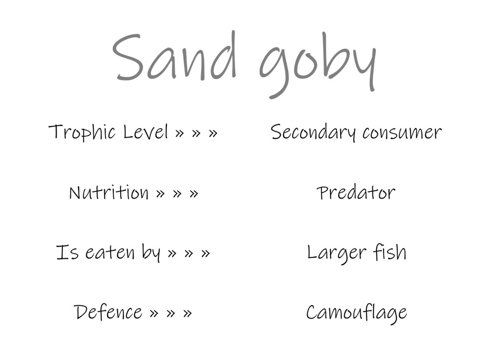 Classification and food webs activity_45