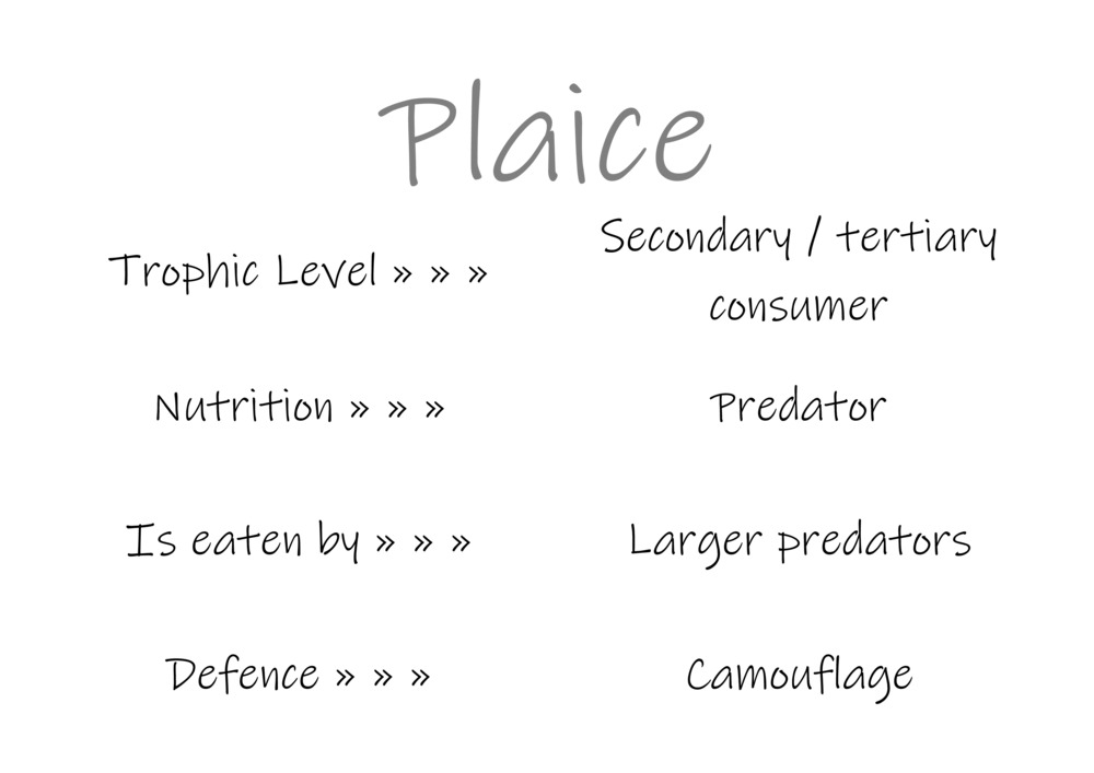 Classification and food webs activity_47