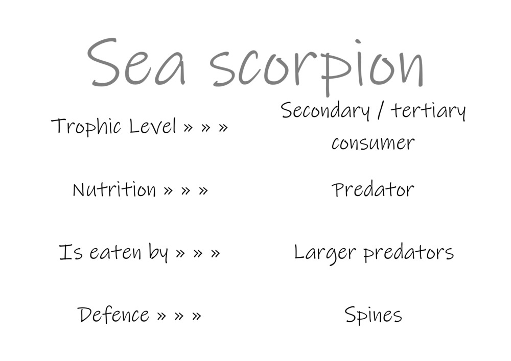 Classification and food webs activity_49