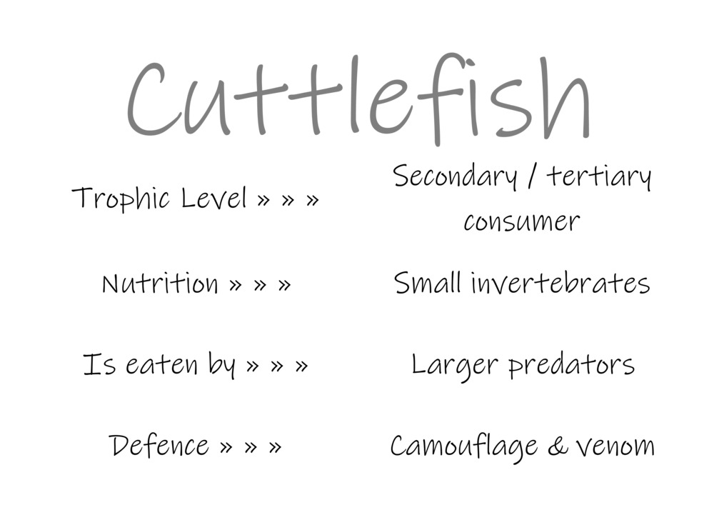 Classification and food webs activity_5