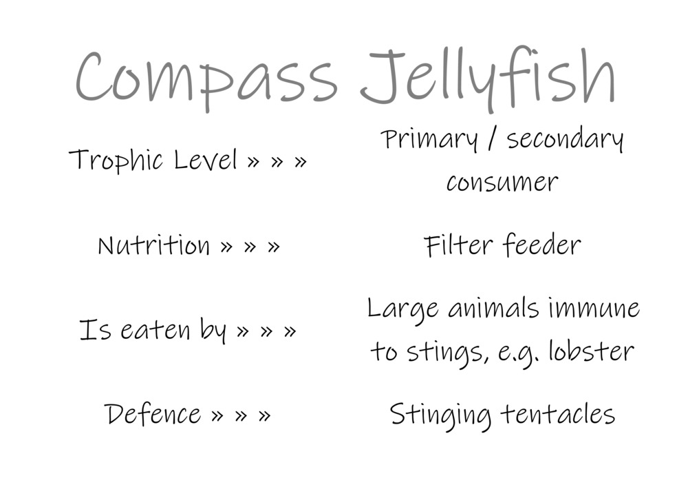 Classification and food webs activity_51