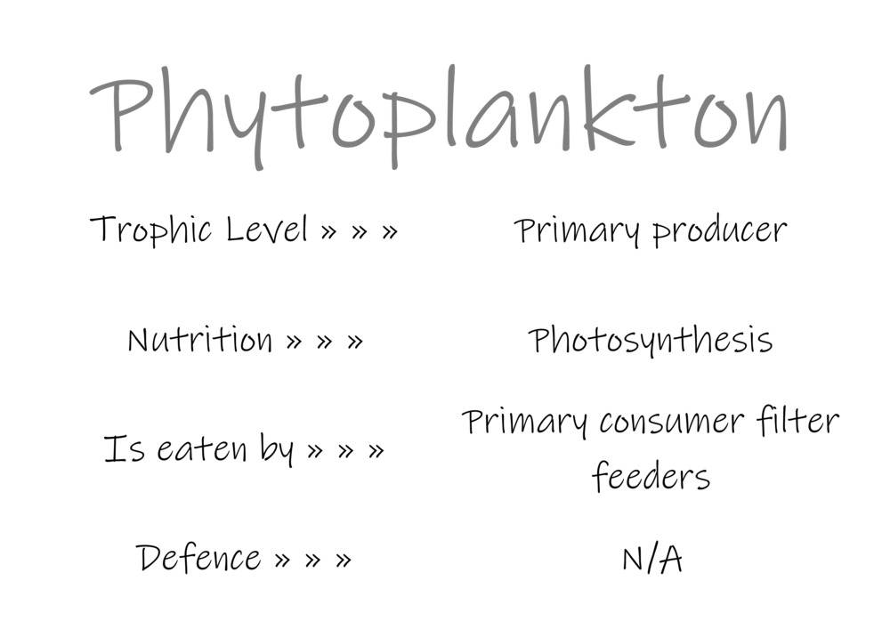 Classification and food webs activity_53