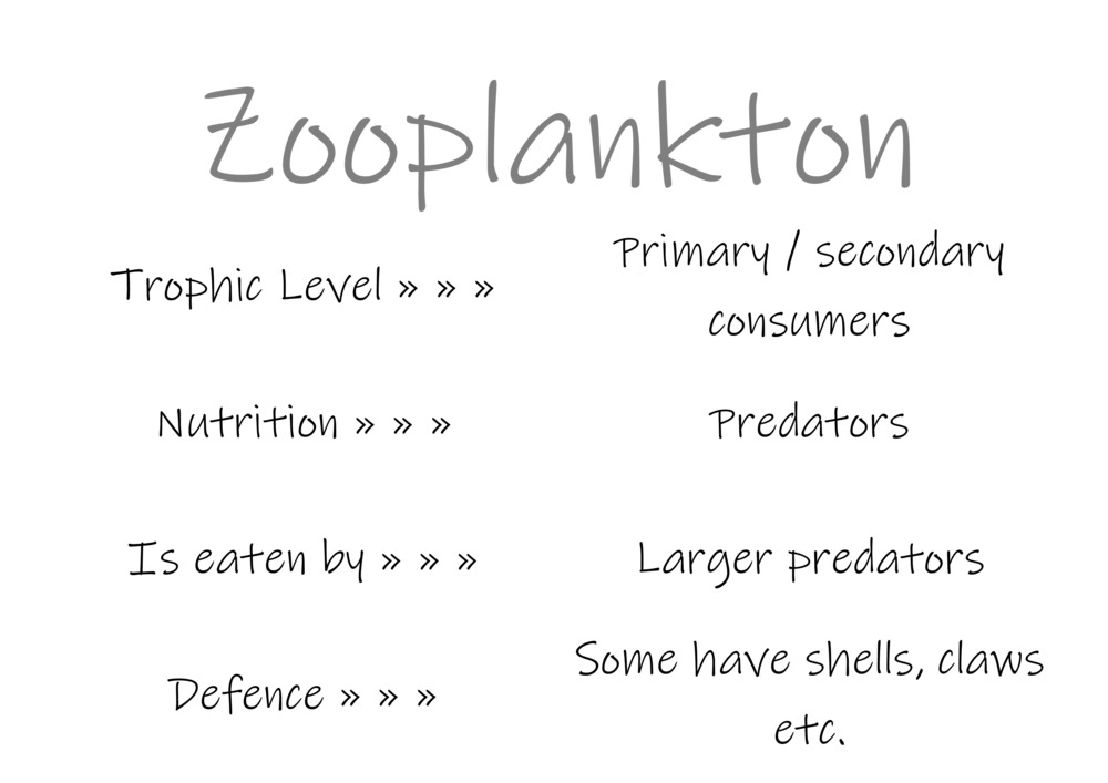 Classification and food webs activity_55