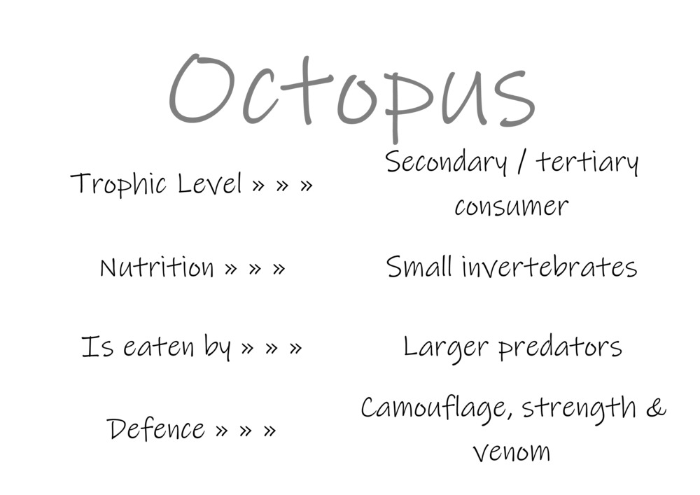 Classification and food webs activity_7