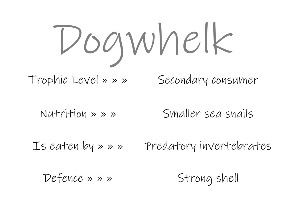 Classification and food webs activity_9