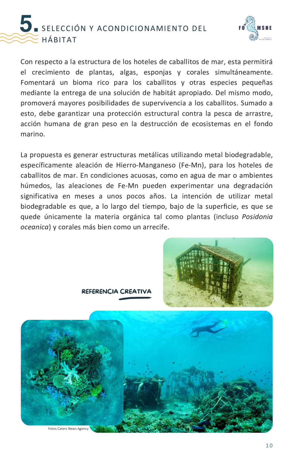 Guía educativa caballitos de mar_11