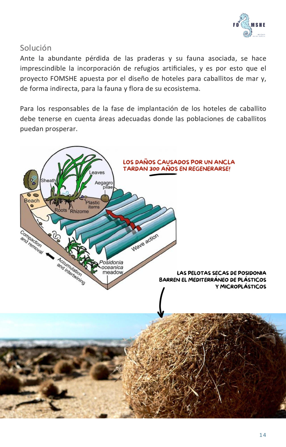 Guía educativa caballitos de mar_15