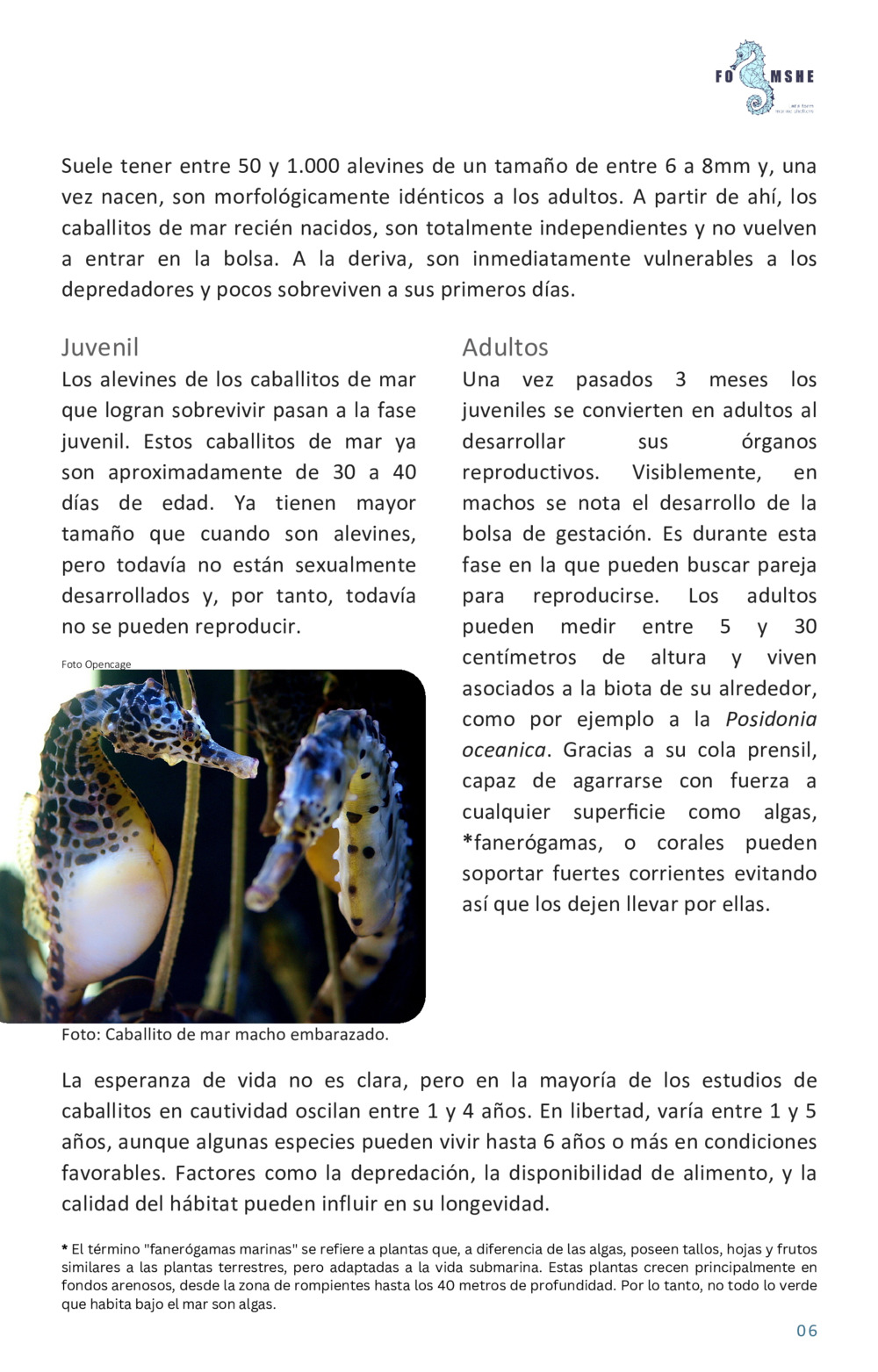 Guía educativa caballitos de mar_7