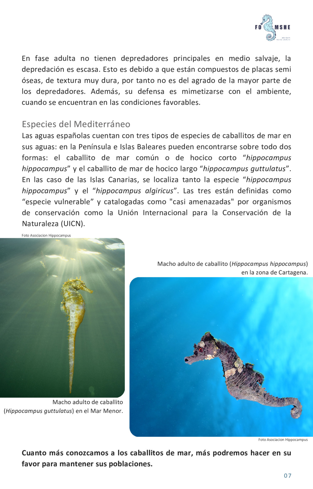 Guía educativa caballitos de mar_8