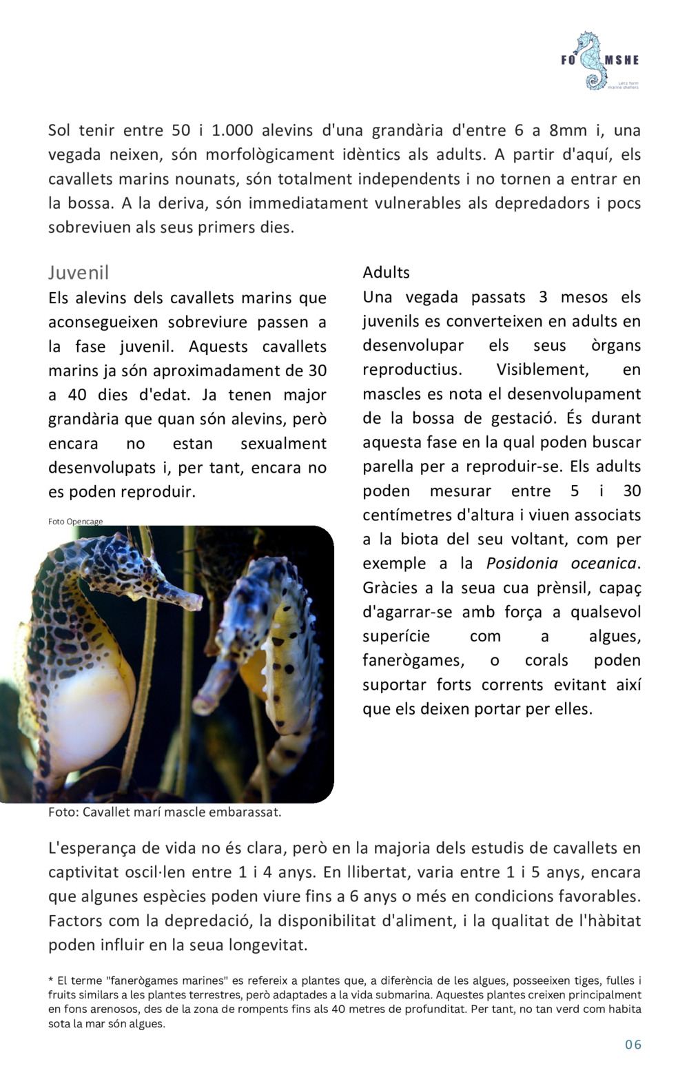 Guía educativa caballitos de mar_6