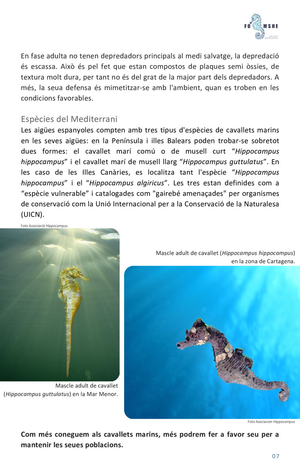 Guía educativa caballitos de mar_7