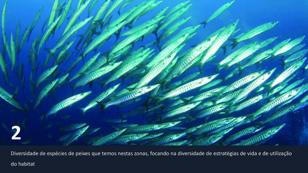 Peixes da Costa Portuguesa_10