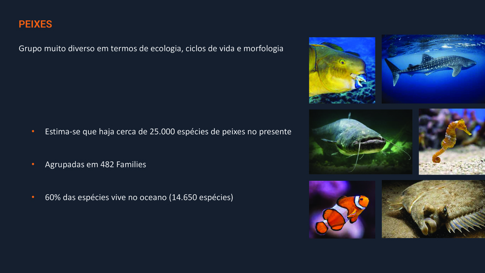 Peixes da Costa Portuguesa_11