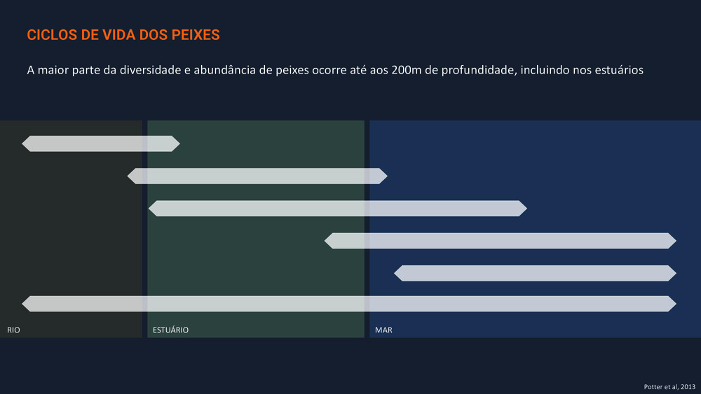 Peixes da Costa Portuguesa_14