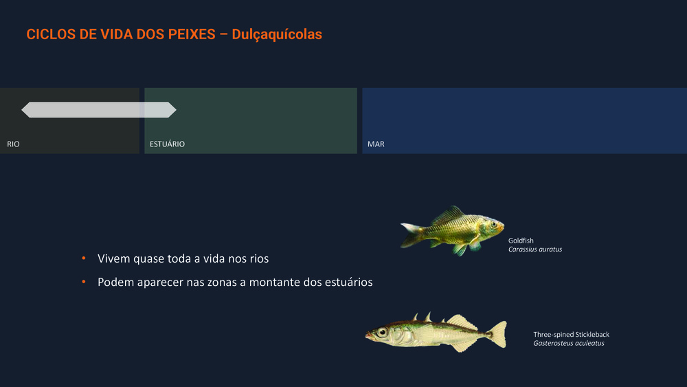 Peixes da Costa Portuguesa_15