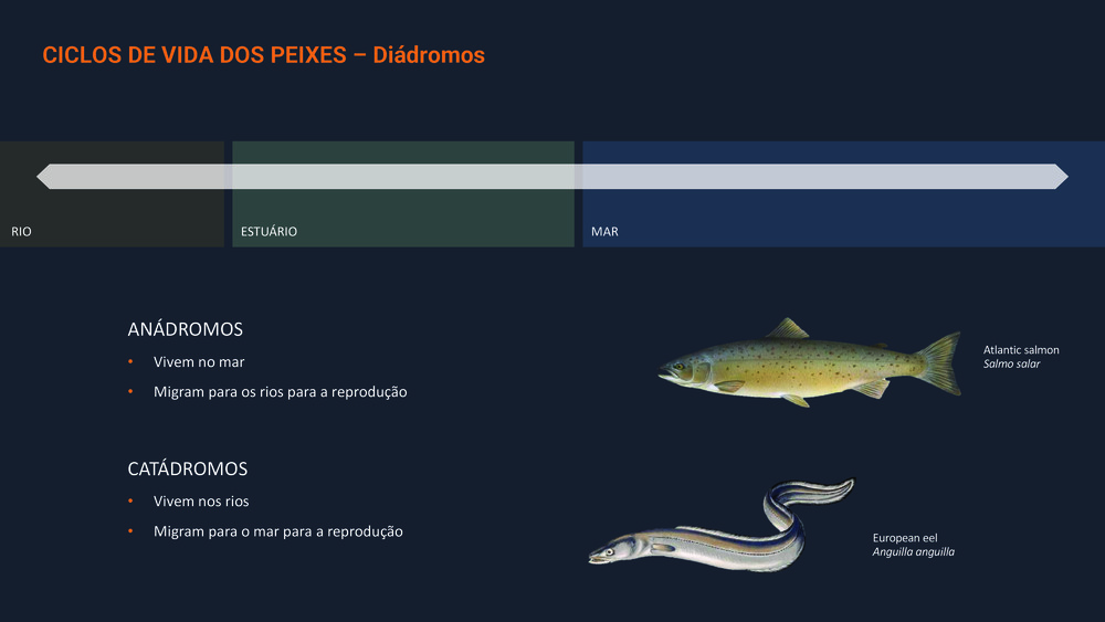 Peixes da Costa Portuguesa_16