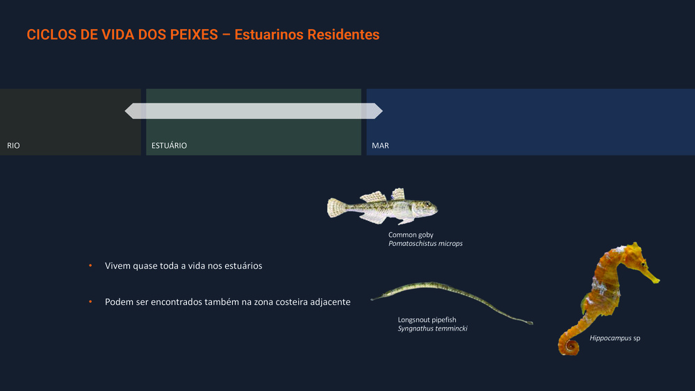 Peixes da Costa Portuguesa_17