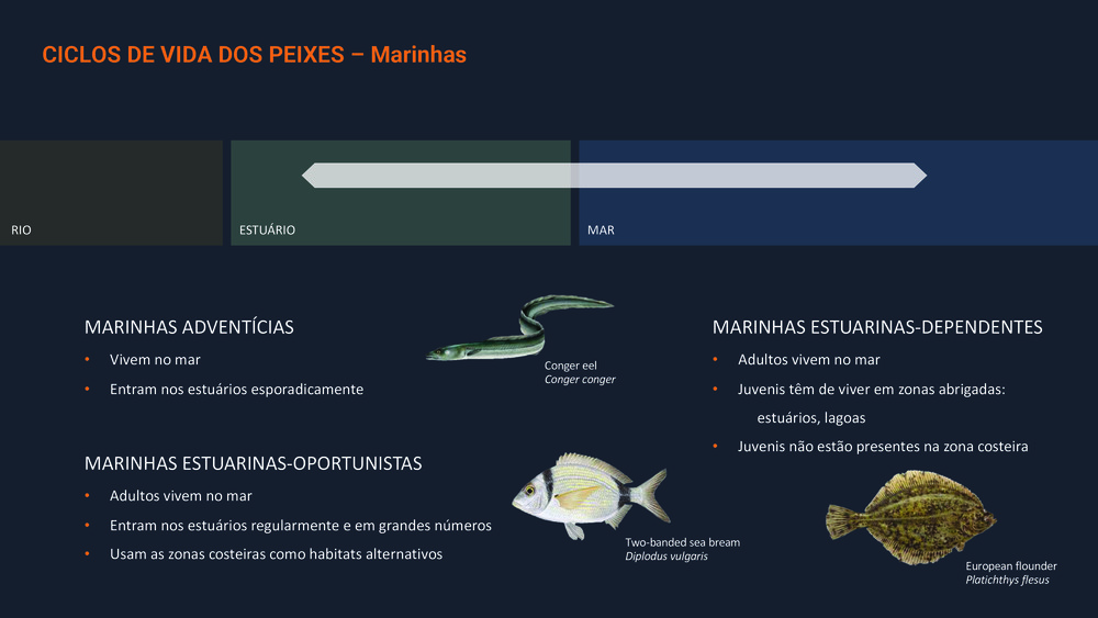 Peixes da Costa Portuguesa_18