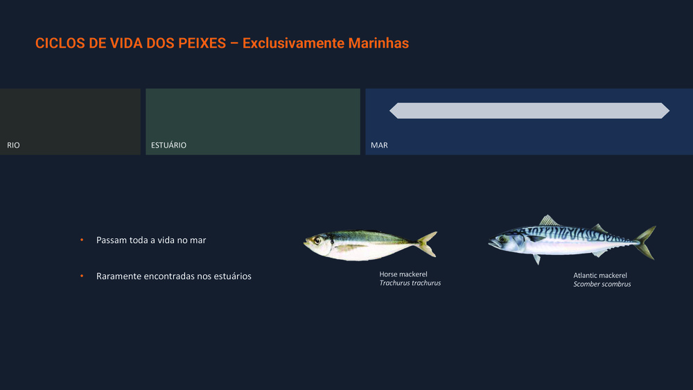 Peixes da Costa Portuguesa_19