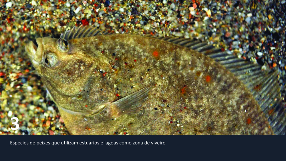 Peixes da Costa Portuguesa_20
