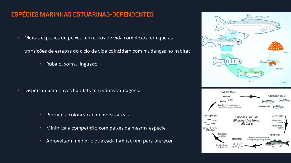 Peixes da Costa Portuguesa_21