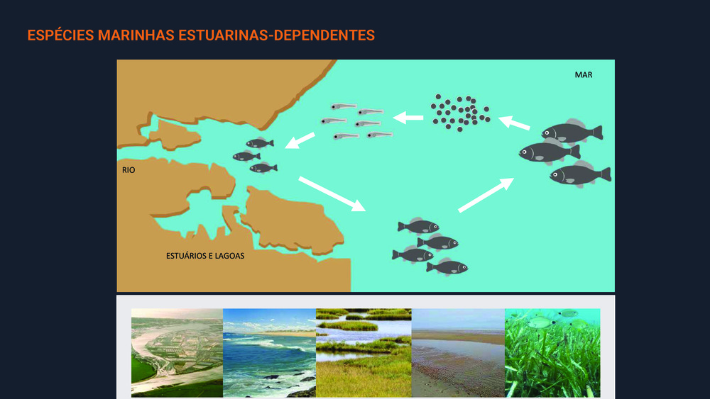 Peixes da Costa Portuguesa_22