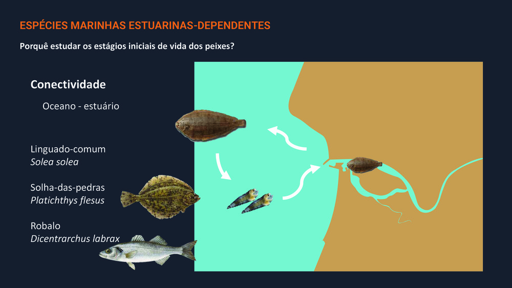 Peixes da Costa Portuguesa_26