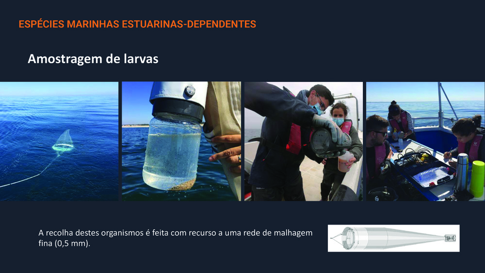 Peixes da Costa Portuguesa_27
